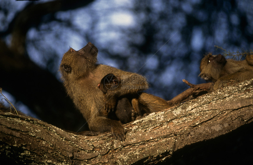 虫轮菌灵长类成人狒狒野生动物动物群母亲猴子大草原荒野陆地图片