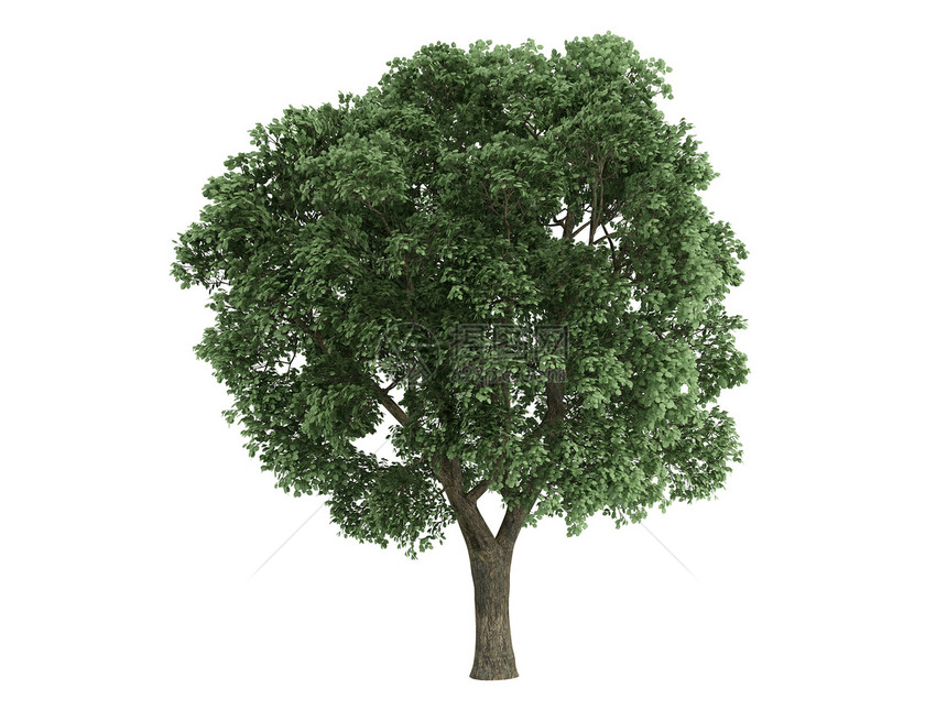 埃尔姆或乌尔穆斯树叶叶子植物环境生态木头果皮榆树生活插图图片