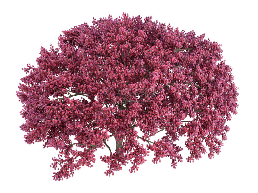 樱桃树环境植物群木材植物生活树叶木头美丽树干生态图片