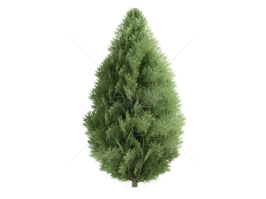 Cypress或法律植物学绿色插图美丽生活针叶照片白色生态木头图片