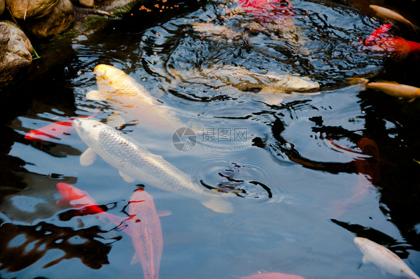 饥饿的科伊鱼在花园池塘锦鲤游泳集电极水族馆鲤鱼金鱼花园橙子宠物两栖图片