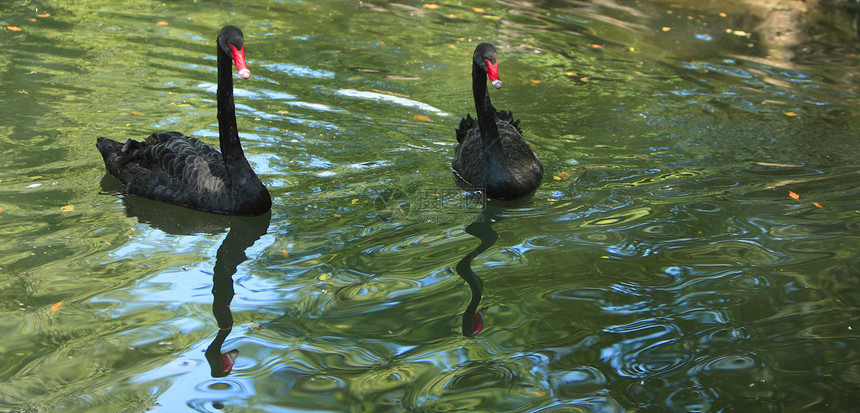 黑天鹅翅膀红色眼睛绿色天鹅团体脖子野生动物环境游泳图片