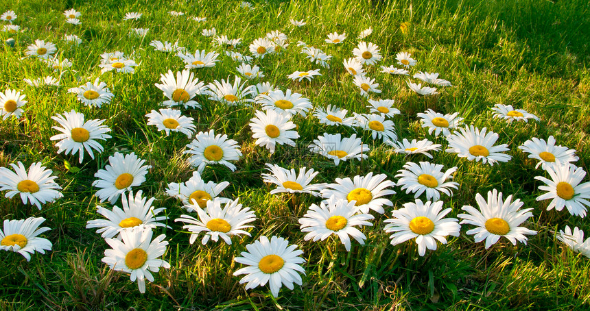 大型白色大白花菊国家草地叶子地面雏菊植被样本星尘植物时期图片