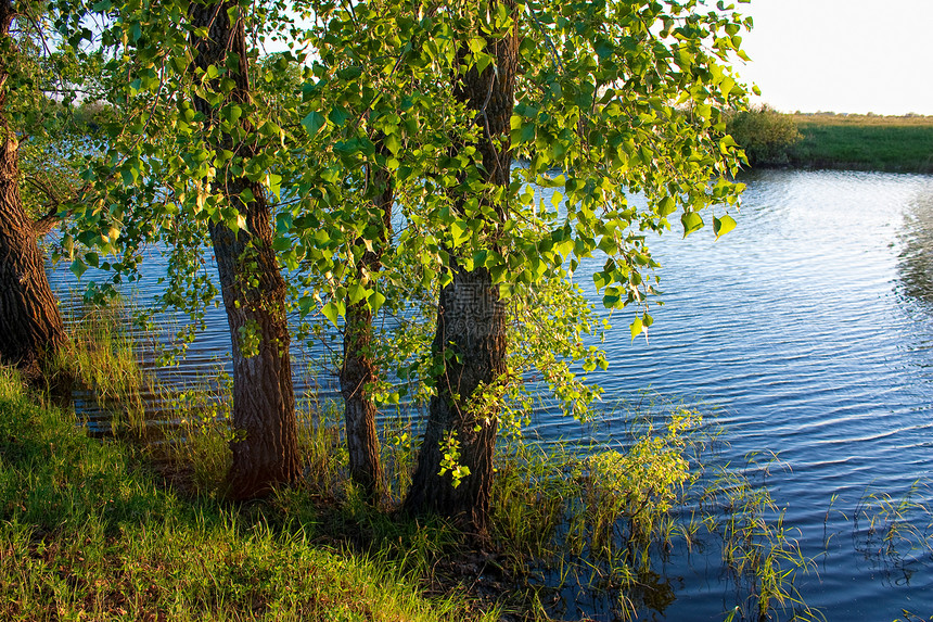湖边的日落晴天树木太阳图片