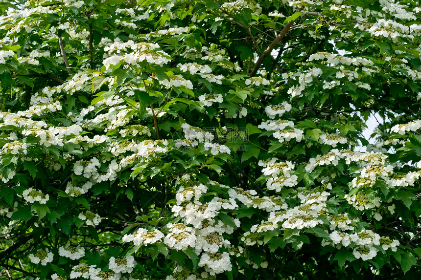 白鲜花国家花期木头树叶季节背布后院植物群荚蒾风景图片