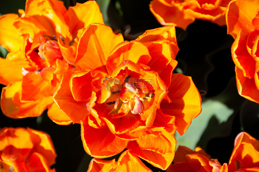 红橙郁金花花园叶子花瓣植物群植被季节植物植物学生长花束园艺图片