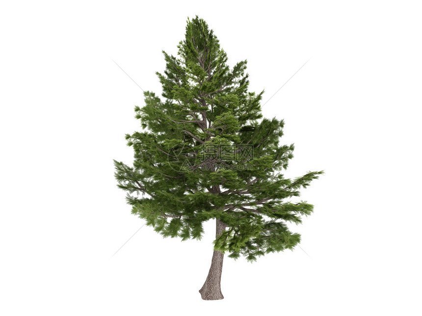 Cedar或塞达尔照片植物群植物学植物白色环境插图绿色生活针叶图片