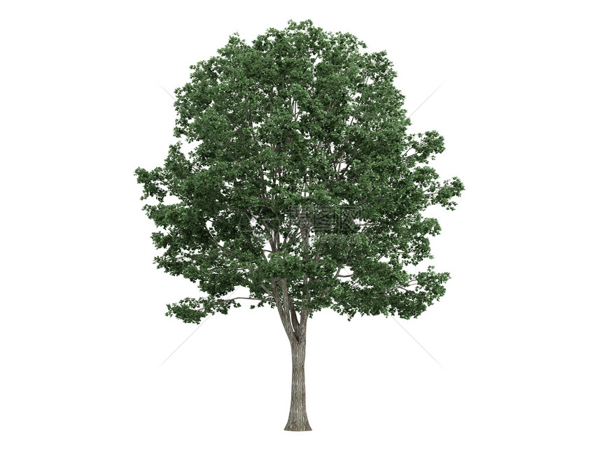 林登或蒂利亚植物美丽环境生态果皮植物群木头生活叶子椴树图片