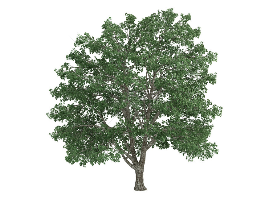 林登或蒂利亚椴树木头木材生态树干生活美丽叶子环境插图图片