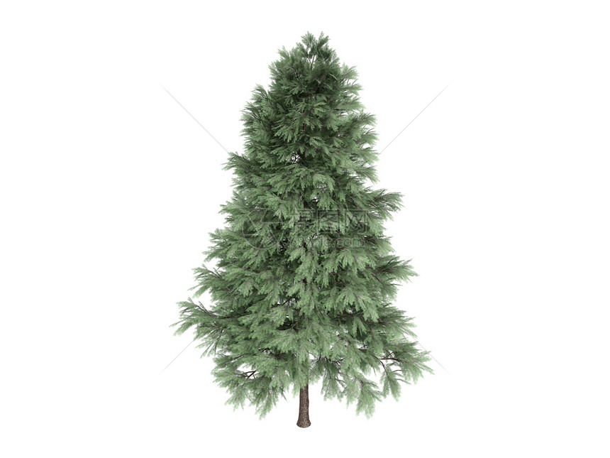 松树或樟子松生态插图针叶美丽环境植物学植物群生活公司木头图片
