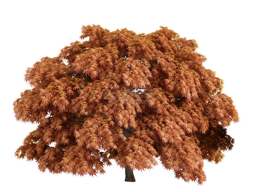 淡胶或亚酸黄植物群植物树干果皮木材橙子插图树叶木头生活图片