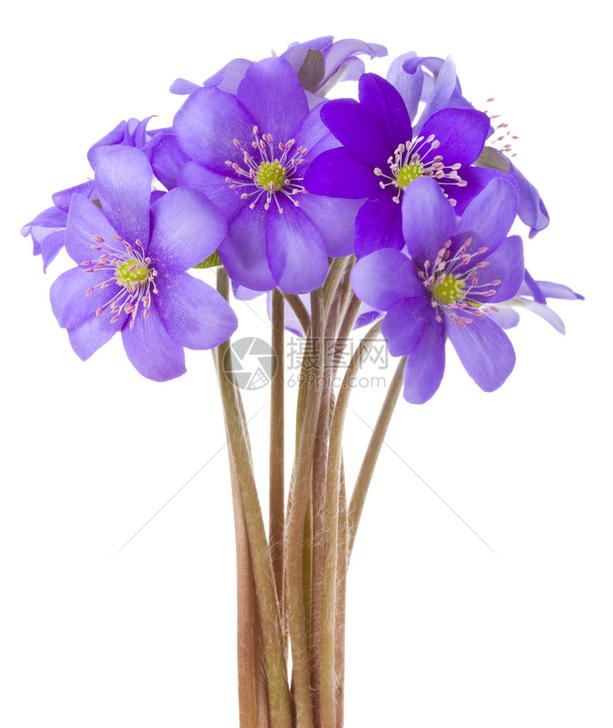 希帕卡花花紫色荒野花粉季节性花瓣白色植物花束海葵季节图片