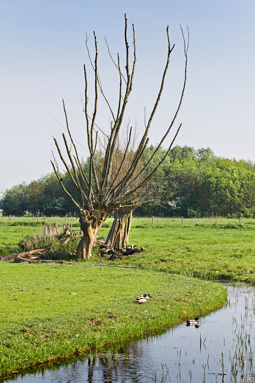 荷兰国家陆地卡普的老花粉柳木风景栅栏花朵农村农场天空奶牛动物农业柳树图片
