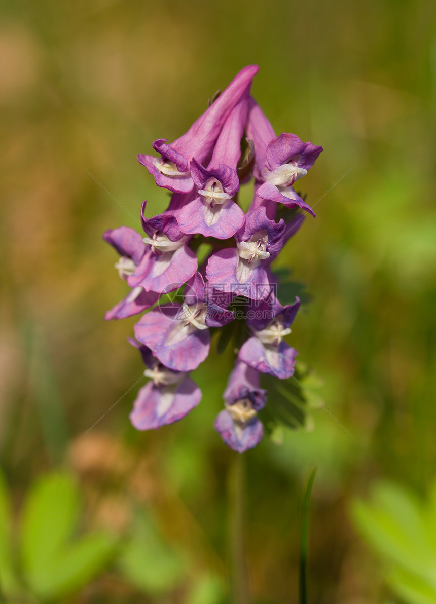 紫花朵植物群花粉花瓣季节荒野森林植物生长季节性紫色图片