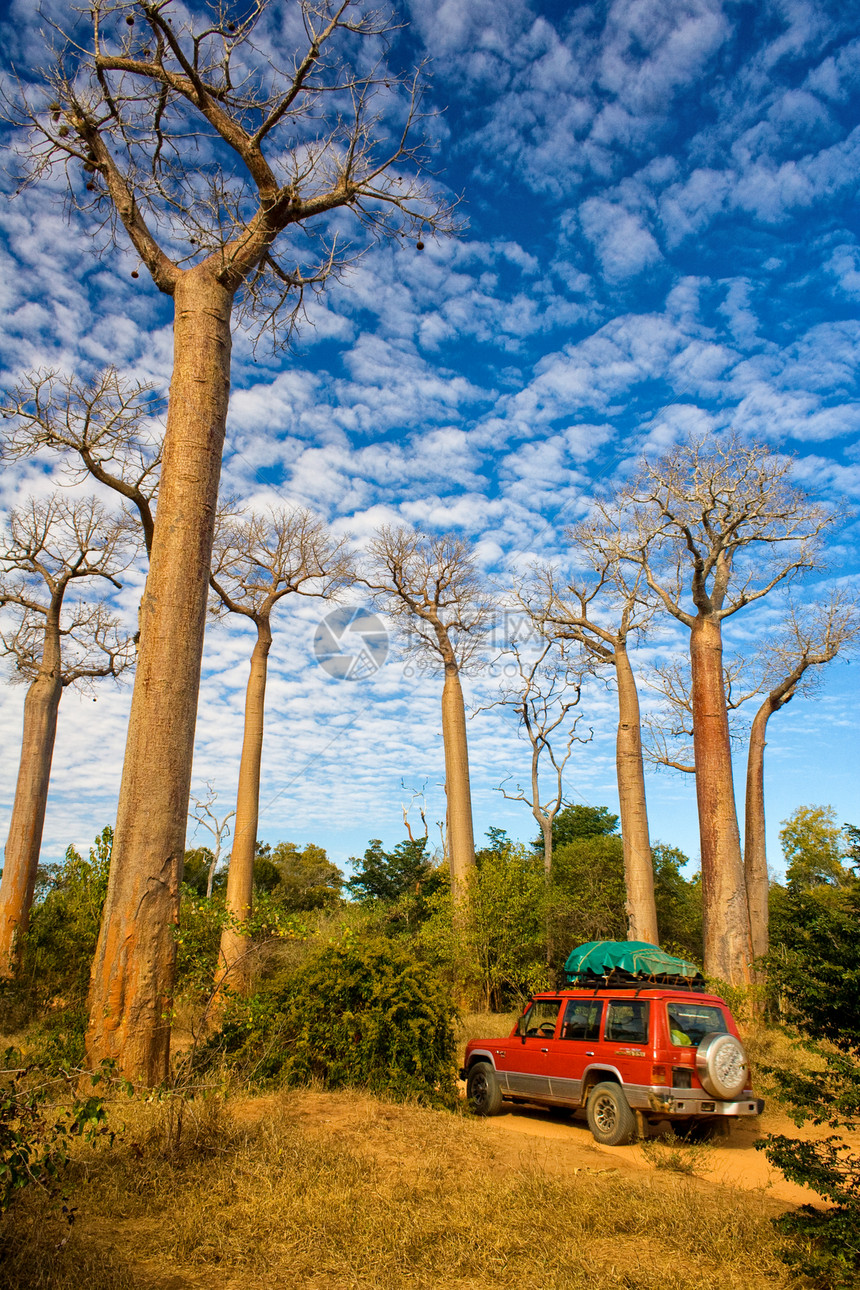 Baobab树热带天空植物群荒野植被大草原太阳旅游树干旅行图片