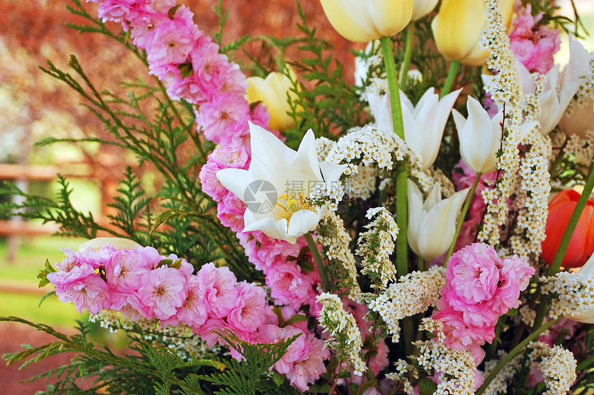 郁金花束花朵植物群花瓣粉色郁金香白色植物花园图片