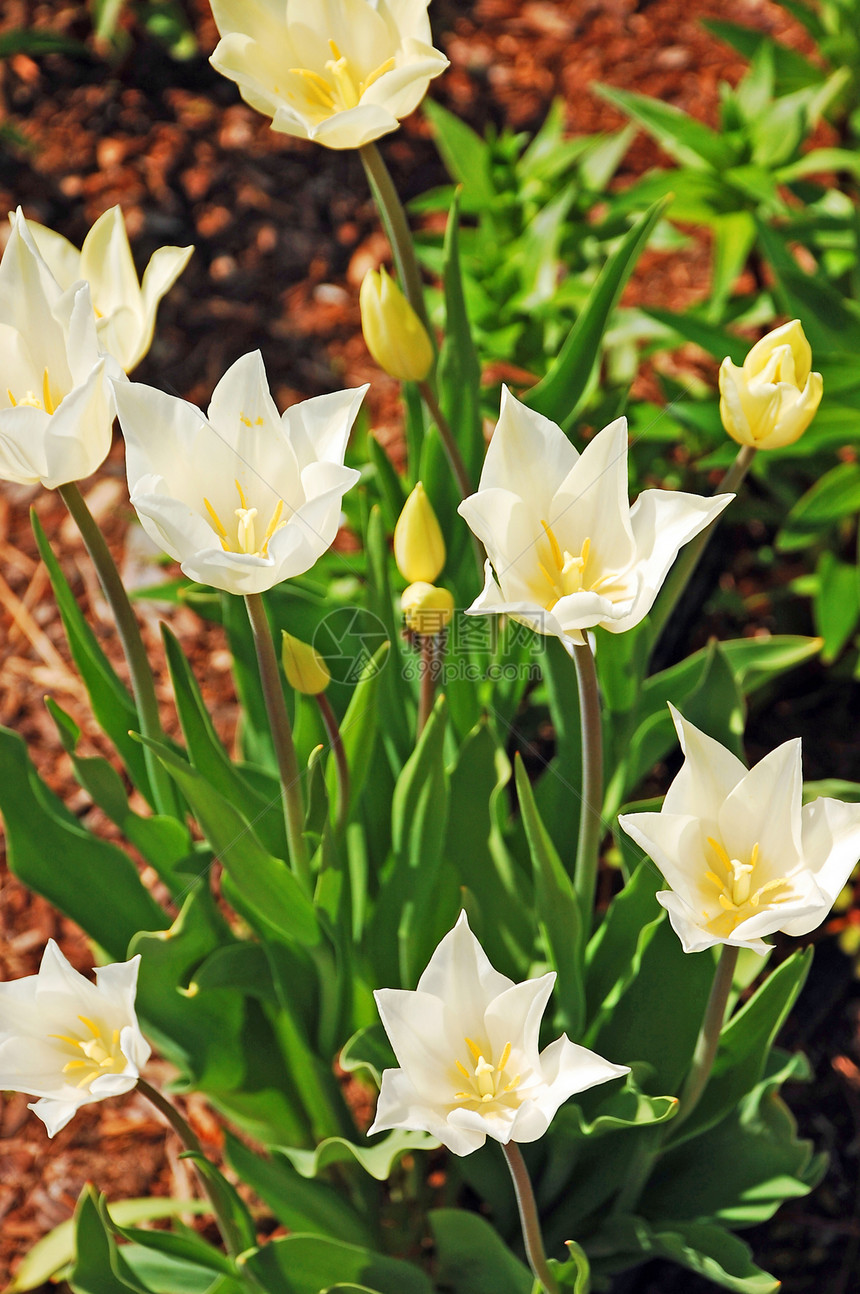 白春郁金香灯泡花朵植物群花园植物园艺图片