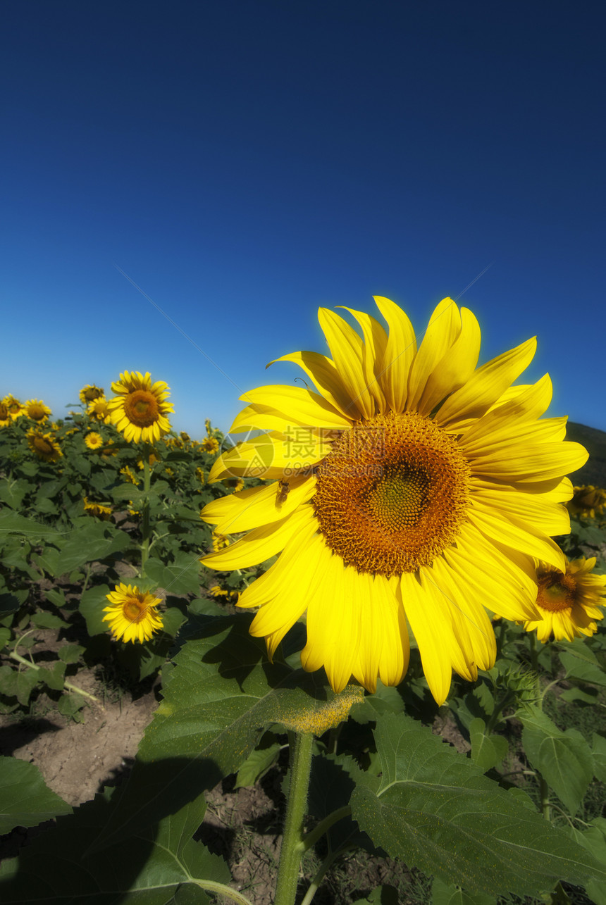 托斯卡纳的向日葵花草地地球生长场景橙子阳光蓝色种植园农村天空花瓣图片