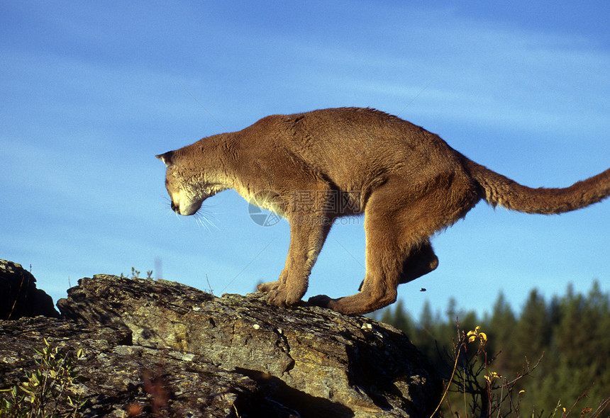 成年山狮成人狮子天际动物岩石颜色大猫动物群全身野猫图片