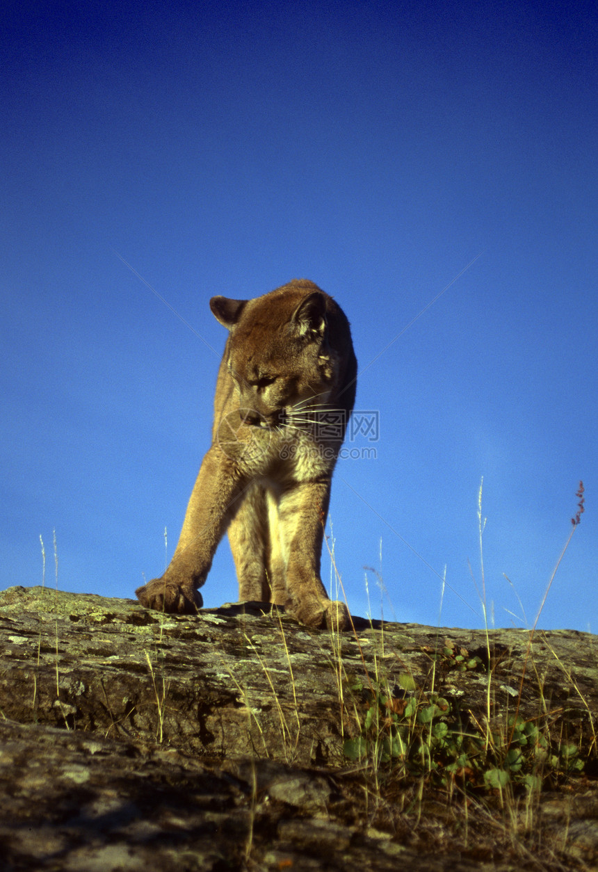 成年山狮颜色狮子成人全身动物食肉猫科大猫猎人荒野图片