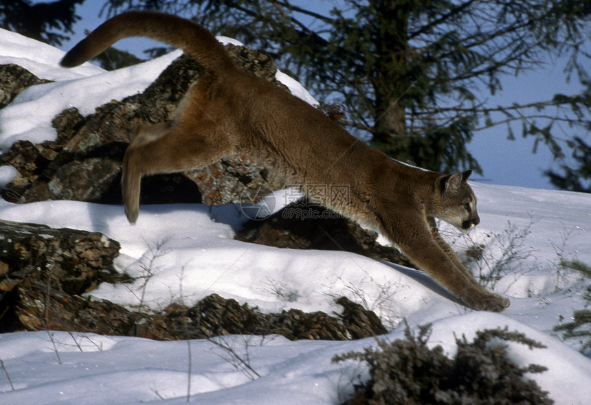 成年山狮猛兽大猫野猫颜色荒野棕褐色掠夺性动物动物群猎人图片