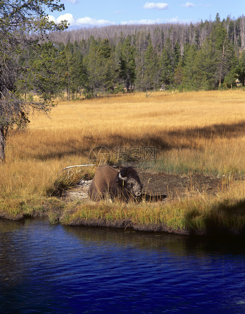 美国比森动物野牛河岸水牛草原大草原动物学平原动物群活动图片