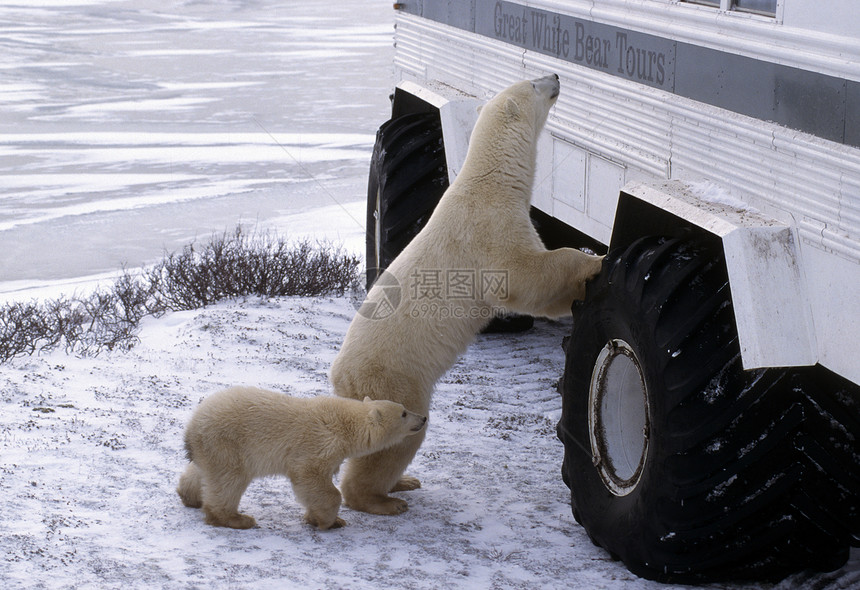 北极熊苔原车轮生态旅游动物全身动物学野生动物荒野哺乳动物活动图片