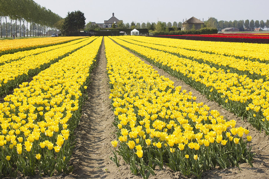 荷兰的彩色郁金牌字段美丽农场植物花园橙子晴天生活花瓣投标宏观图片