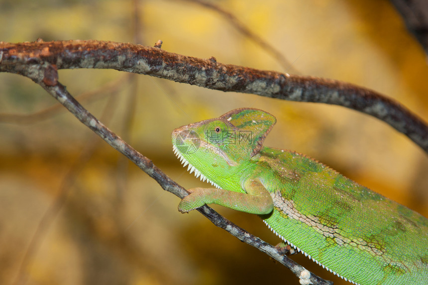 变色爬行动物野生动物爬虫动物情调异国绿色蜥蜴图片