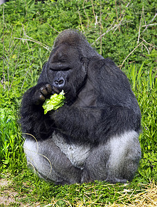 大猩猩吃西兰花西部低地银背公大猩猩统治者灵长类衬套猿猴强光男性动物园森林荒野银背背景
