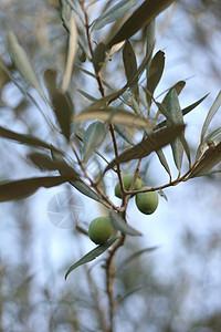 橄榄树树叶背景图片
