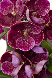 粉红兰花兰花植物温室宏观粉色红色兰花展房子花园橙子背景图片