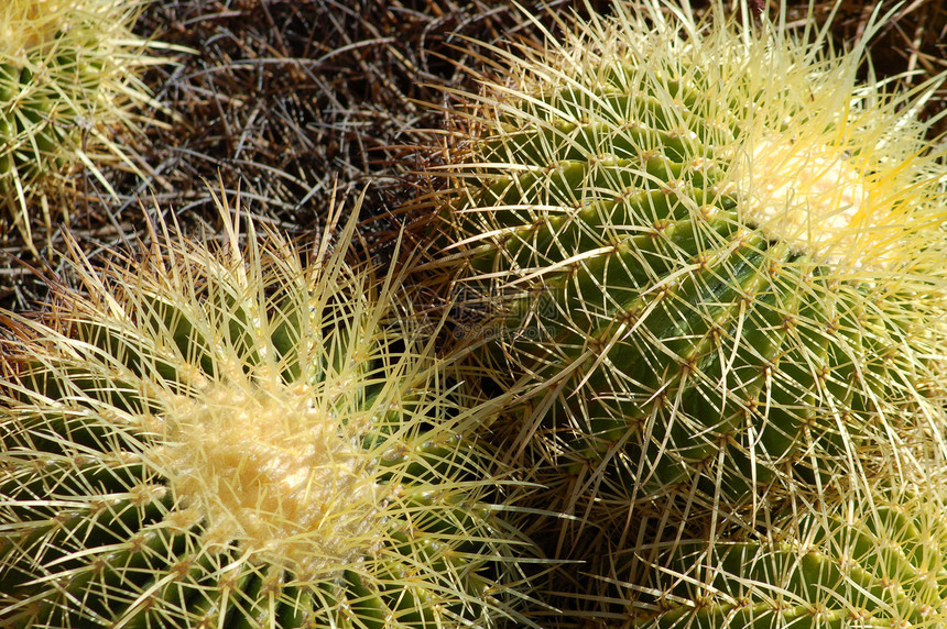 仙人掌植物海绵状园艺沙漠生长草本花园植物学干旱绿色化妆品图片