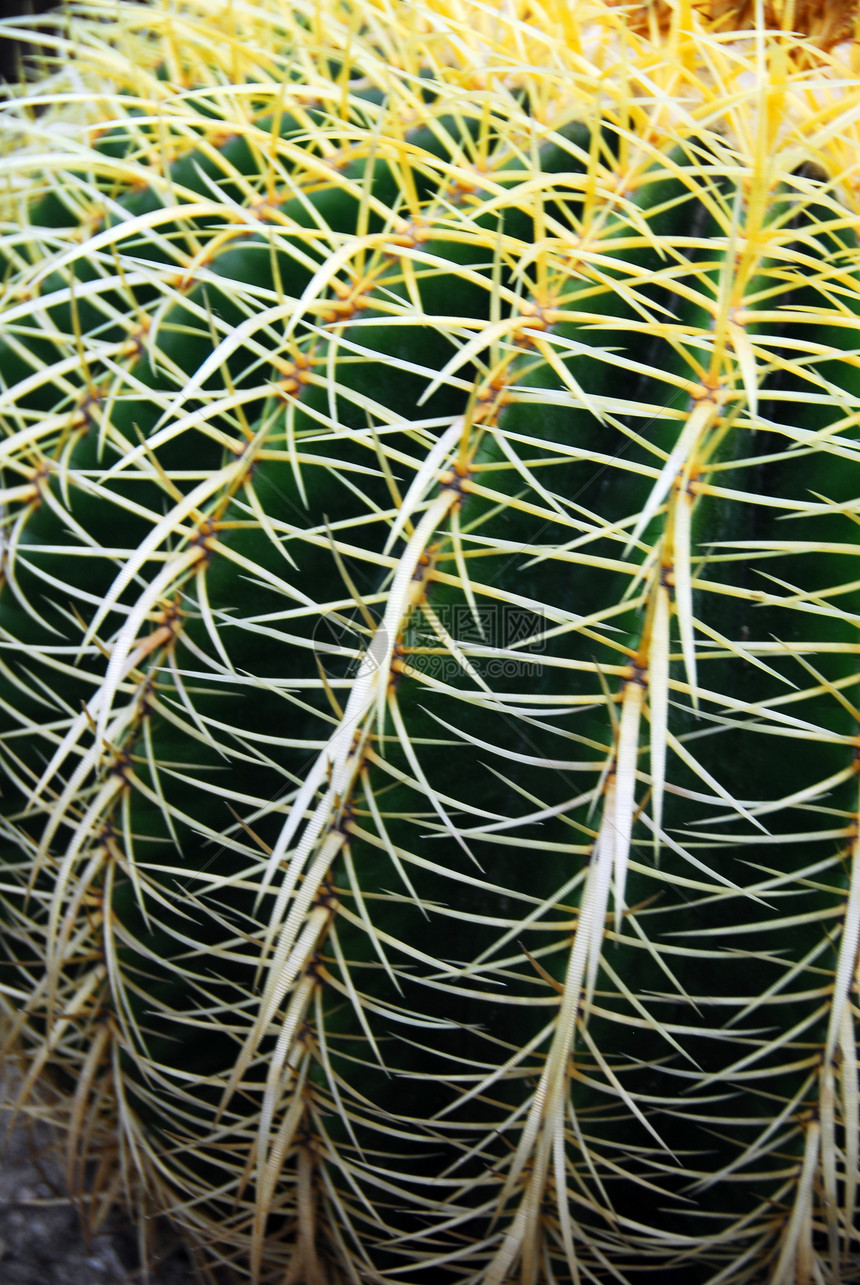 仙人掌植物多刺旱生植物绿化肉质生长沙漠植被绿色植物学海绵图片