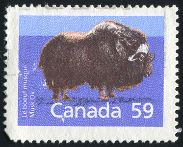 老水牛素材邮票明信片水牛邮件古董牛角荒野野生动物动物动物群环境背景