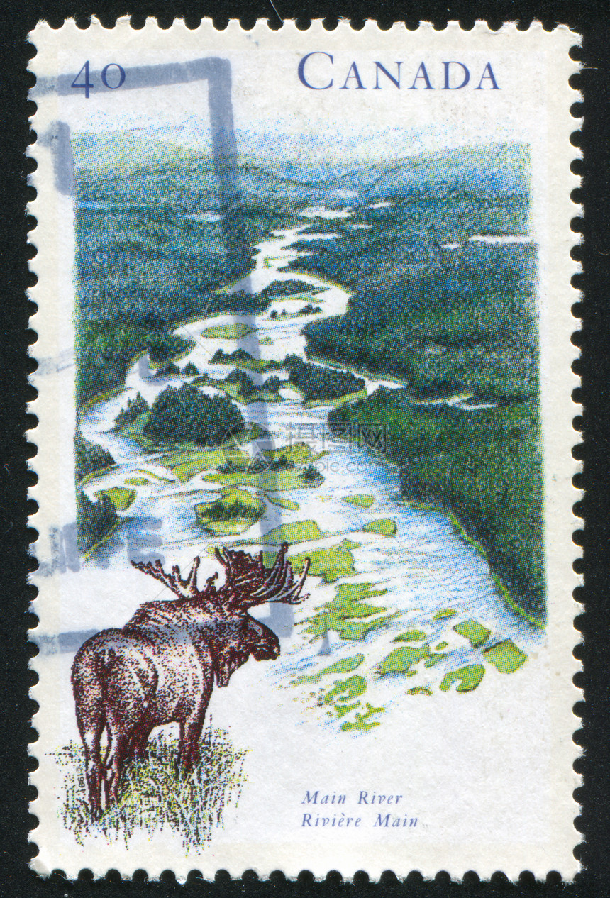 邮票耳朵海豹野生动物邮戳历史性古董明信片动物荒野邮资图片