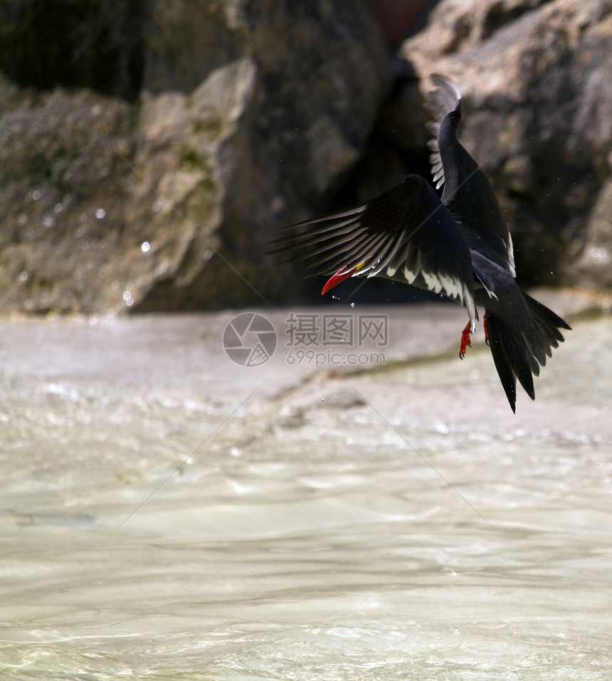 誓以海滩鸟海鸥翅膀波浪动物成人天空食物自然海洋太阳图片