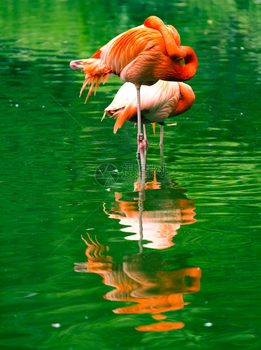 湖边的火烈鸟情调红色活力热带羽毛橡胶脖子涉水荒野异国图片