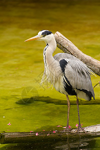 灰色水中赫伦灰色蓝色沼泽荒野账单翅膀动物尾巴白鹭猎人背景