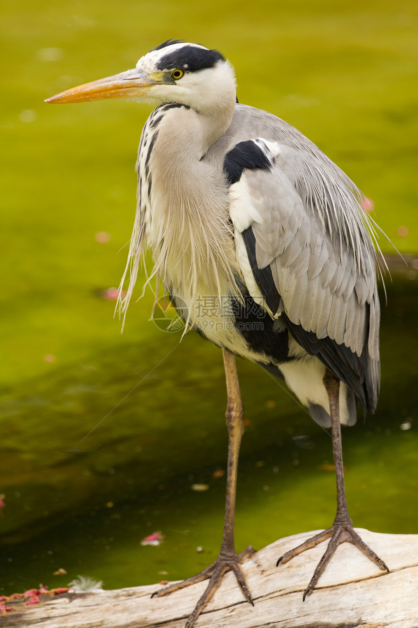 赫伦湿地捕食者渔夫尾巴白色航班鸟类灰色脖子动物图片