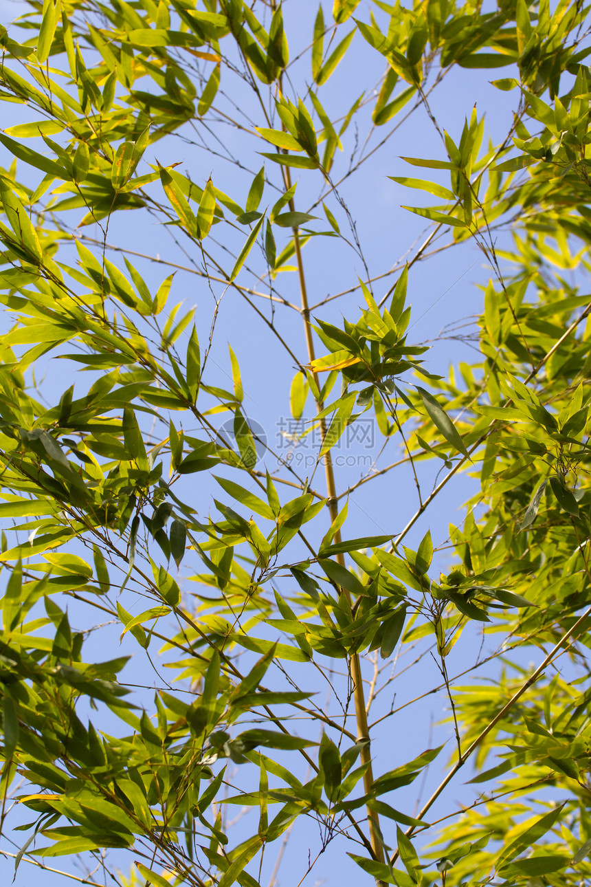 外来花园植物学公园绿色叶子环境植物园艺图片