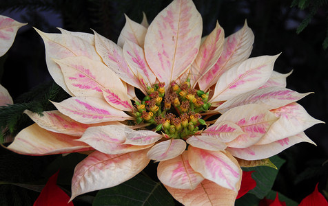 圣诞节的Pininsetia鲜花阴影风格花艺植物红色白色装饰花瓣植物群园艺背景图片
