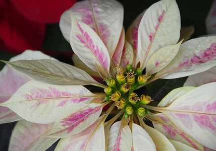 圣诞节的Pininsetia鲜花白色装饰植物植物群园艺花艺花园花朵季节性风格背景图片