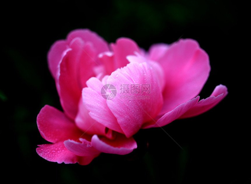 植物 花草水滴医药牡丹雄蕊雌蕊粉红色鲜花原料图片