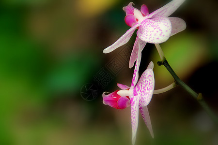 佳能6D紫兰花花兰花宏观背景