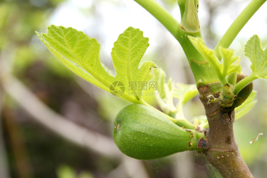 无图树叶子花园饮食植物营养绿色植物学生长水果食物图片