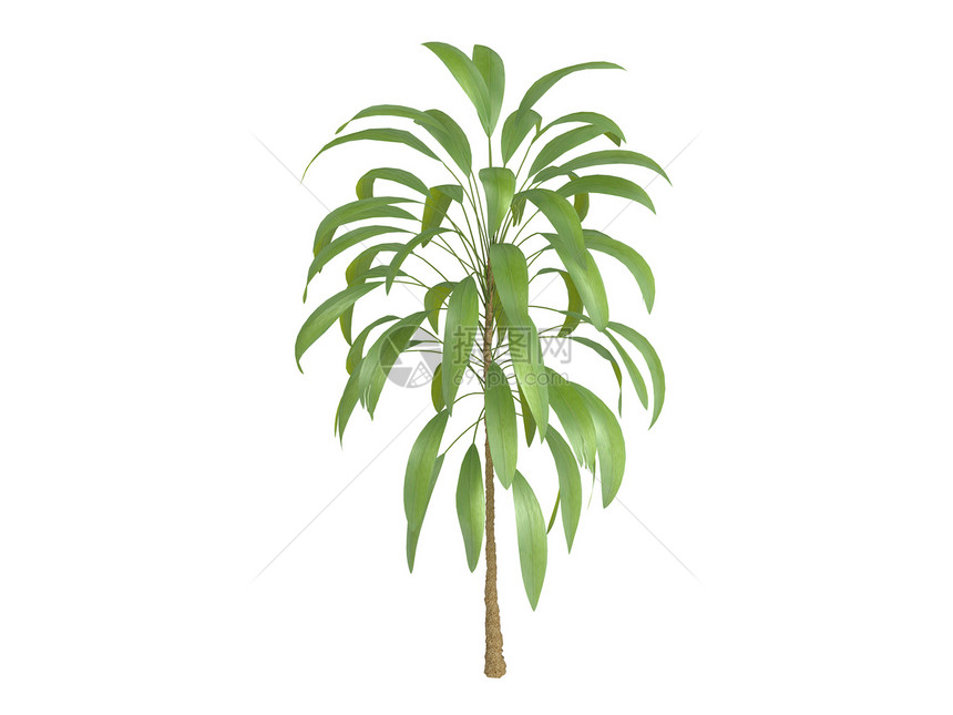棕榈百合或科迪利环境绿色美丽阔叶叶柄植物群果皮木头树干植物图片