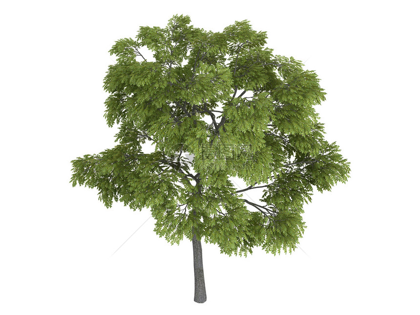 黑胡桃或朱格兰斯尼格拉树干插图植物生活木材木头美丽果皮叶子核桃图片