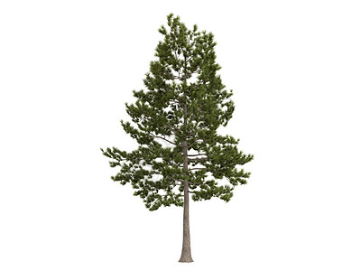 洛布洛利松或皮纳斯泰达组织环境树干针叶植物学火炬生态松树插图生活植物群背景