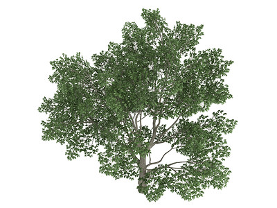 弗吉尼亚努斯甜贝木兰或马格努利亚植物群插图阔叶绿色多叶甜贝玉兰树干生态叶子背景